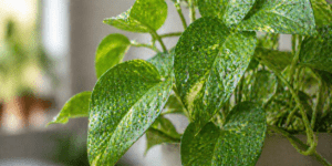 money plant