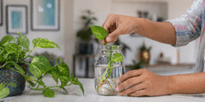money plant