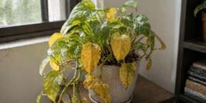 money plant