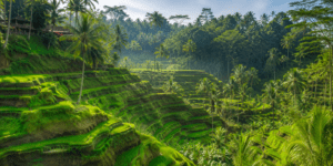 bali tour package