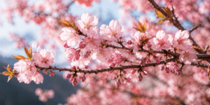 cherry blossom tree