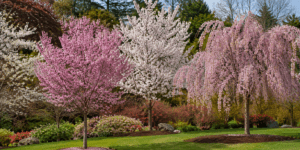 cherry blossom tree