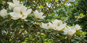 magnolia flower