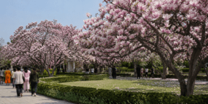 magnolia flower
