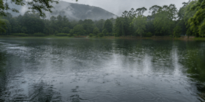 raindrops