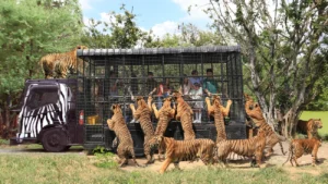 Safari World